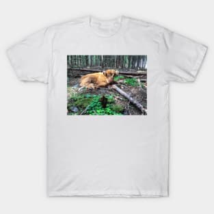 Scottish Highland Cattle Calf 1795 T-Shirt